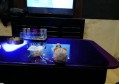 招聘文案水果怎么写（创意招募：撰写吸引人的水果品牌文案）